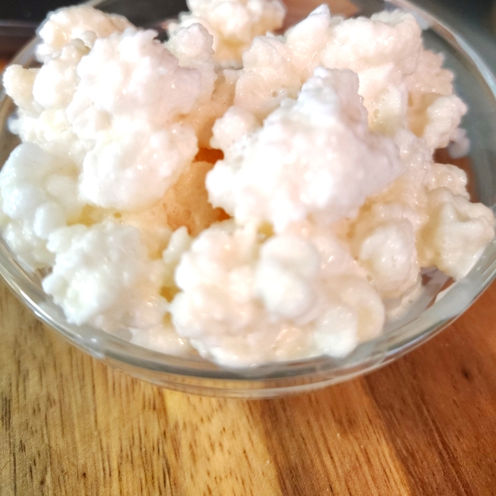 Kefir Grains